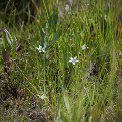 Wahlenbergia stellarioides
