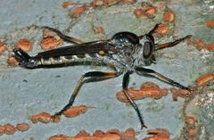 Cerdistus fuscipennis