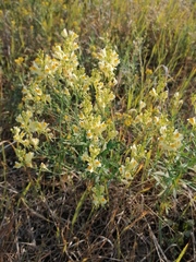 Linaria acutiloba