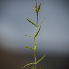 Wahlenbergia stellarioides