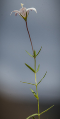 Wahlenbergia stellarioides