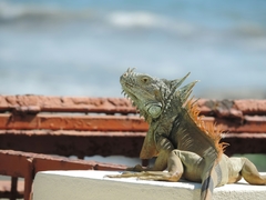 Iguana iguana