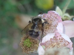 Bombus