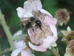 Bombus