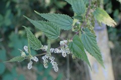 Urtica
