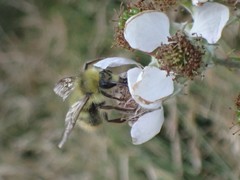 Bombus