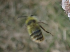 Bombus