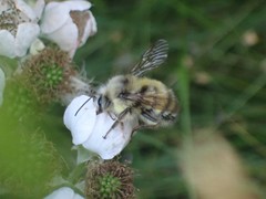 Bombus