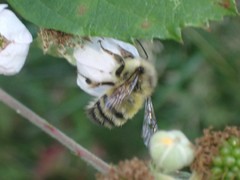 Bombus