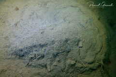 Tethys fimbria image