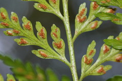 Asplenium gracillimum