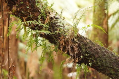 Asplenium gracillimum