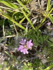 Thymus praecox britannicus