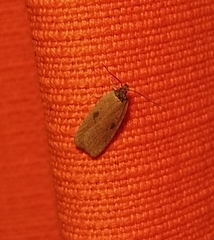 Agonopterix subpropinquella
