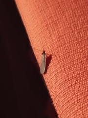 Agonopterix subpropinquella