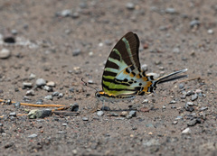 Graphium euphrates