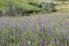 Delphinium consolida paniculatum