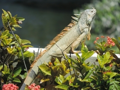 Iguana iguana