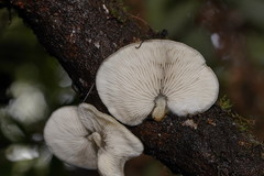Conchomyces bursiformis