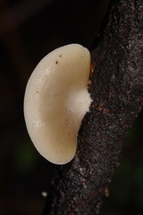 Conchomyces bursiformis
