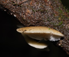 Conchomyces bursiformis