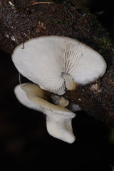 Conchomyces bursiformis
