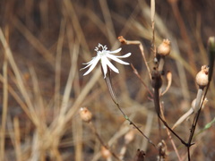Silene portensis