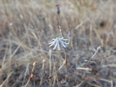 Silene portensis