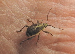 Sciobius