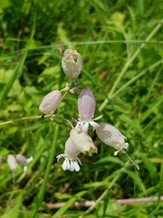 Silene vulgaris
