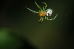 Bijoaraneus mitificus