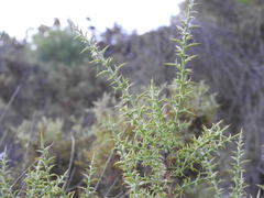 Ulex argenteus subsericeus