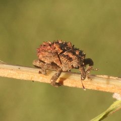 Aromagis