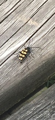 Leptura