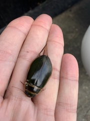Dytiscus marginalis