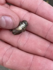 Osteopilus septentrionalis