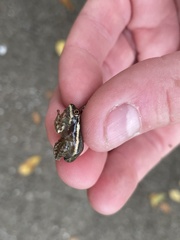 Osteopilus septentrionalis