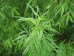 Artemisia mongolica