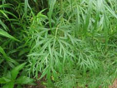 Artemisia mongolica