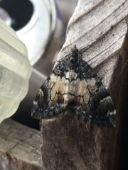 Dysstroma latefasciata