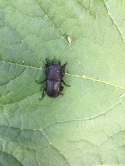 Dorcus parallelipipedus