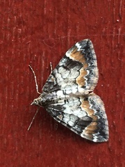 Dysstroma latefasciata