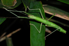 Lopaphus balteatus