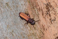 Platisus angusticollis
