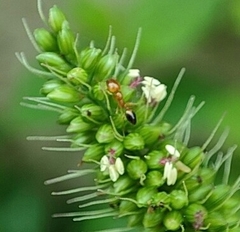 Trichomyrmex destructor