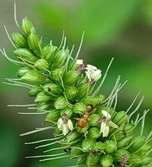 Trichomyrmex destructor