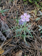Phlox sibirica