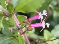 Fuchsia × bacillaris