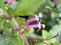 Fuchsia × bacillaris