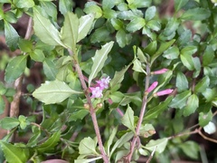 Fuchsia × bacillaris